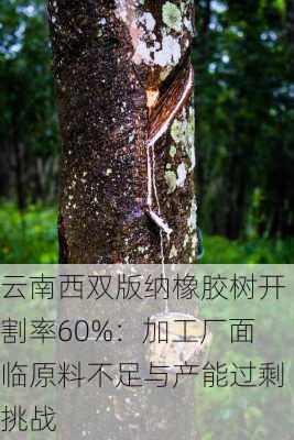 云南西双版纳橡胶树开割率60%：加工厂面临原料不足与产能过剩挑战