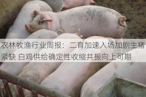 农林牧渔行业周报：二育加速入场加剧生猪紧缺 白鸡供给确定性收缩共振向上可期