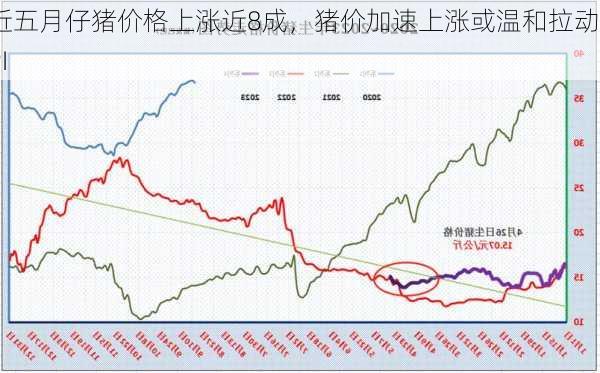 近五月仔猪价格上涨近8成，猪价加速上涨或温和拉动CPI