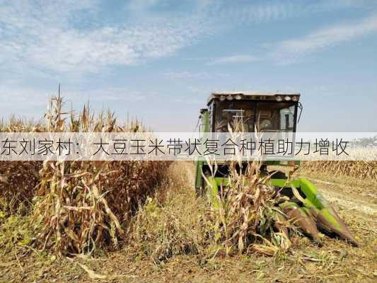 东刘家村：大豆玉米带状复合种植助力增收