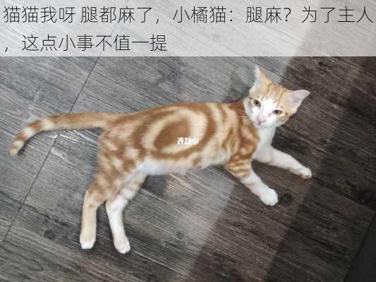 猫猫我呀 腿都麻了，小橘猫：腿麻？为了主人，这点小事不值一提