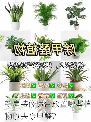 新房装修适合放置哪些植物以去除甲醛？