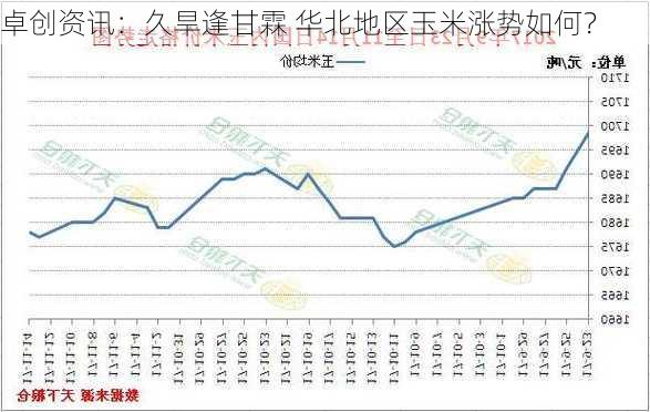 卓创资讯：久旱逢甘霖 华北地区玉米涨势如何？