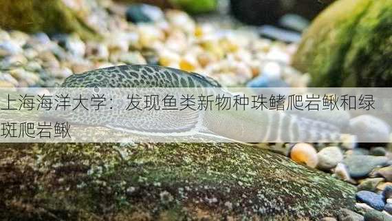 上海海洋大学：发现鱼类新物种珠鳍爬岩鳅和绿斑爬岩鳅