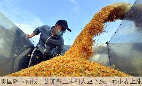 美国降雨预报，芝加哥玉米和大豆下跌，而小麦上涨