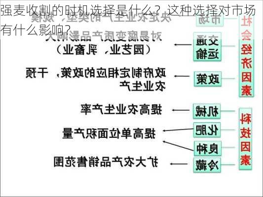 强麦收割的时机选择是什么？这种选择对市场有什么影响？