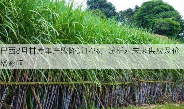 巴西8月甘蔗单产骤降近14%，浅析对未来供应及价格影响