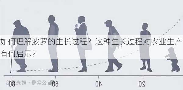 如何理解波罗的生长过程？这种生长过程对农业生产有何启示？